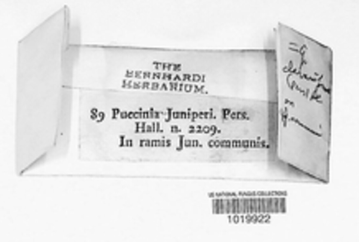 Puccinia juniperi image